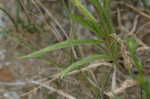 Narrowleaf vervain